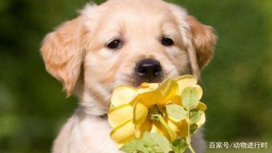 三个月的金毛该怎么养?