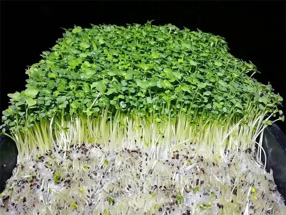 芽菜是什么?怎么种植?