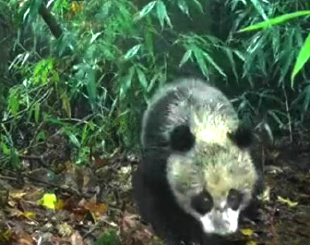 红外相机时隔2年拍到同一只熊猫,这只熊猫在这2年有何变化?