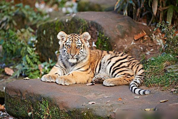 进村东北虎已送至饲养繁育中心,你觉得是否该放归森林?