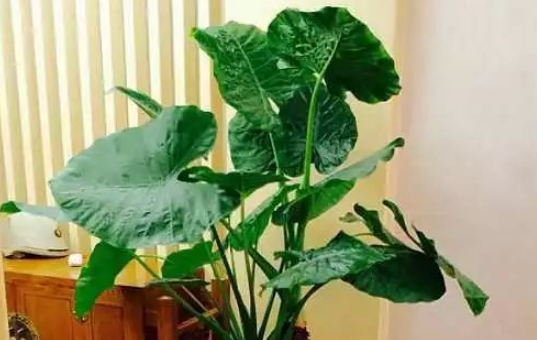 有哪些植物是不适合长期放在卧室的?