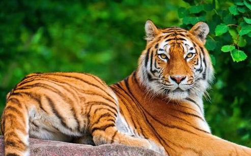 沈石溪山林之王读后感?