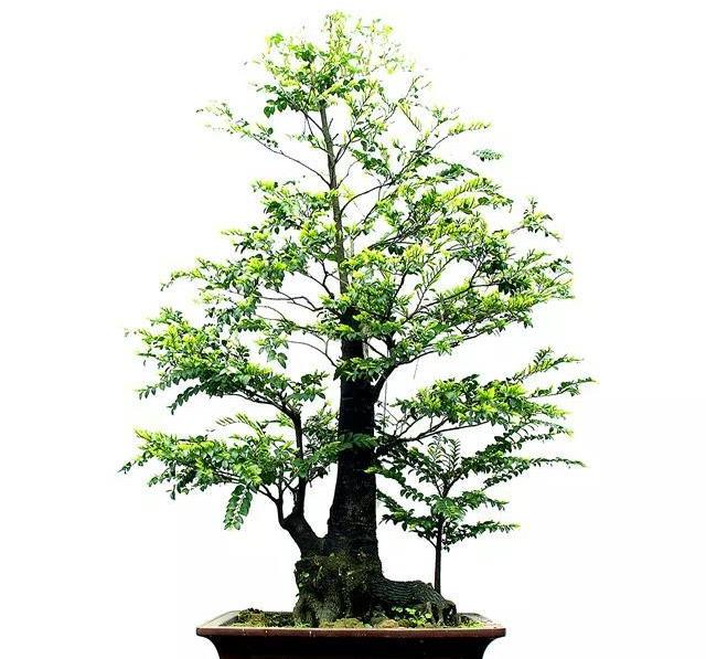 黑骨茶树做盆景好不好?黑骨茶盆景如何养护管理?能不能详细的解说下?