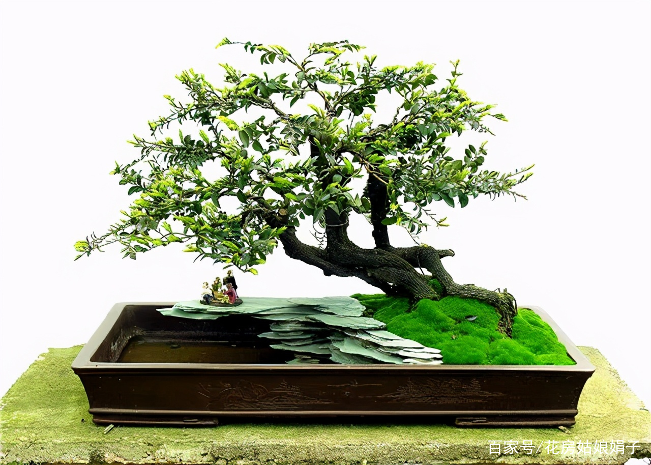 黑骨茶树做盆景好不好?黑骨茶盆景如何养护管理?能不能详细的解说下?