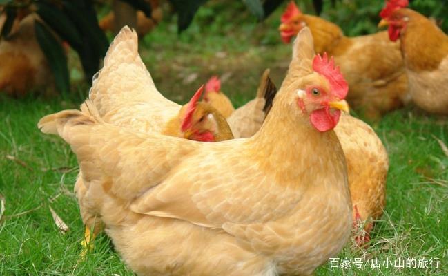 “速成鸡”只需要42天就能出栏了,这种鸡有没有激素呢?