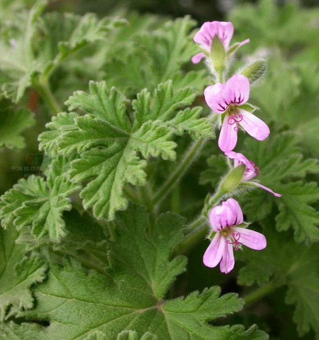 适合夏季养的香叶天竺葵,气味清新还可以驱蚊,如何养好呢?