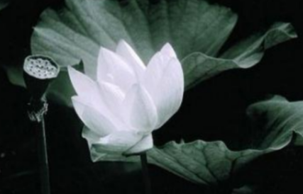 一花一世界,一叶一菩提的意思是什么?