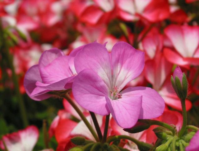 适合夏季养的香叶天竺葵,气味清新还可以驱蚊,如何养好呢?