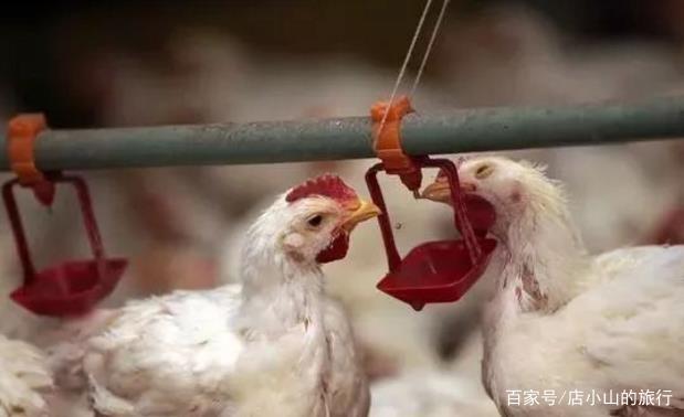“速成鸡”只需要42天就能出栏了,这种鸡有没有激素呢?