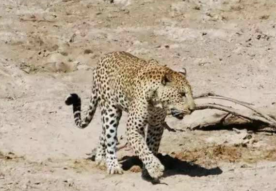 为什么要说吃了豹子胆?