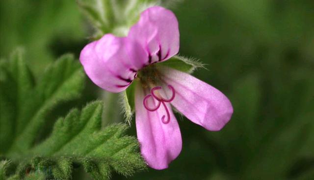 适合夏季养的香叶天竺葵,气味清新还可以驱蚊,如何养好呢?