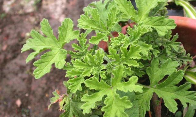 适合夏季养的香叶天竺葵,气味清新还可以驱蚊,如何养好呢?