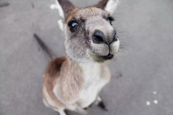 袋鼠为什么被誉为拳击高手?