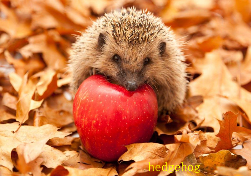 刺猬用英语怎么说?