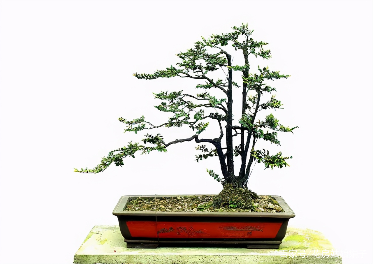 黑骨茶树做盆景好不好?黑骨茶盆景如何养护管理?能不能详细的解说下?