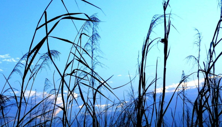 “蒲草韧如丝,磐石无转移”是什么意思?