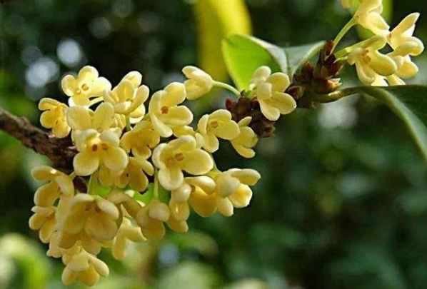 用金桂飘香怎么造句?