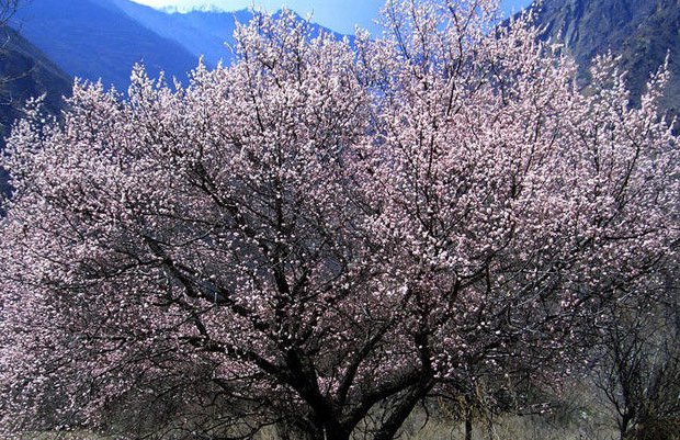 关于梅花的资料(简短些)