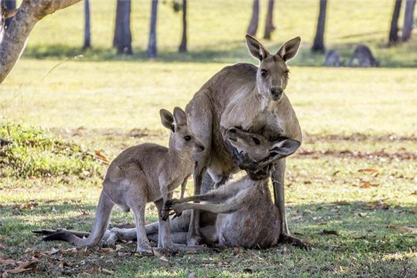 袋鼠为什么被誉为拳击高手?