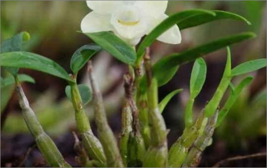 霍山石斛多少钱一公斤?