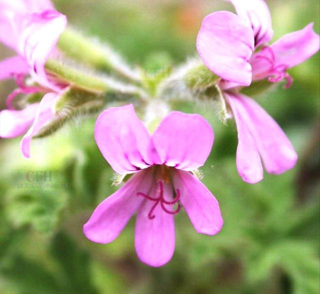 适合夏季养的香叶天竺葵,气味清新还可以驱蚊,如何养好呢?