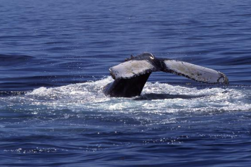 世界四大洋的英文是什么?