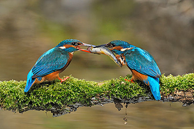 三年级下册语文书要背的课文都有哪些