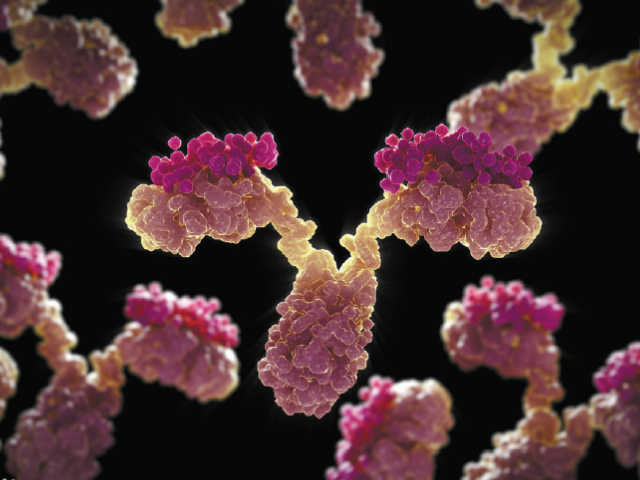 抗体lgM,lgE,lgM,lgA,lgD是什么?需要详细解释