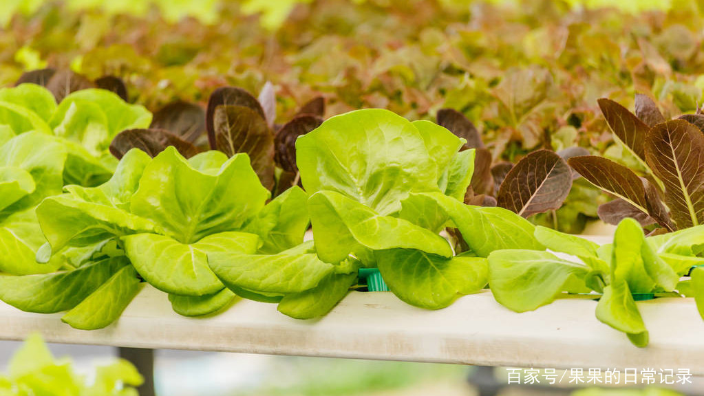 阳台种植水培蔬菜，应该如何进行水循环？