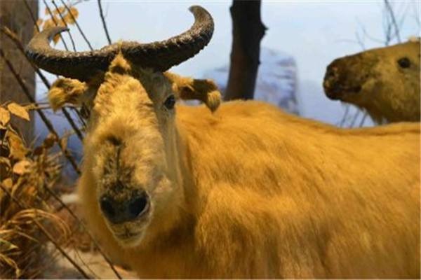 切尔诺贝利巨鼠是真的存在还是谣传？