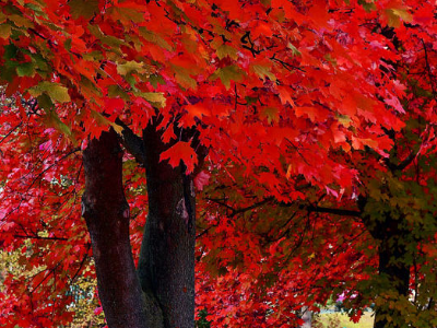 常见的植物图片及名称