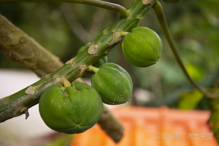 木瓜的18种家常做法