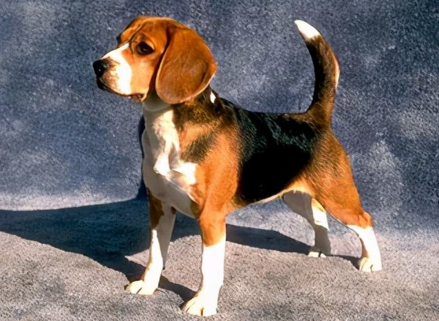 2022年喜事报道，爱情手到擒来的生肖，你知道有哪些生肖吗？