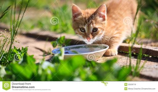 上海一阿姨8年投喂流浪猫濒临崩溃,发生什么事了?