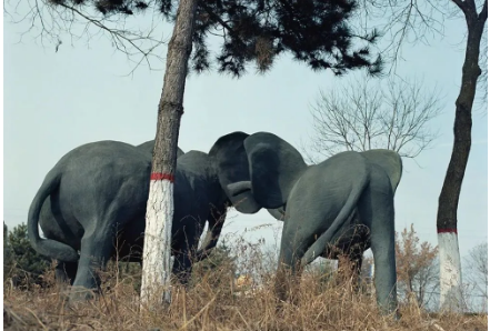 云南一景区两只大象表演时突然打架，大象在什么情况下会攻击同类？