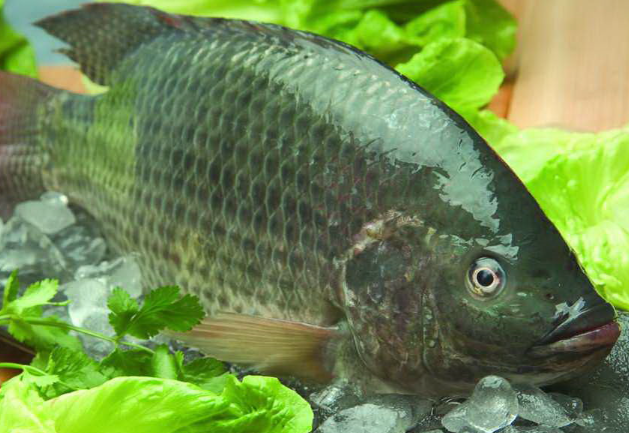 罗非鱼的营养价值有多高？