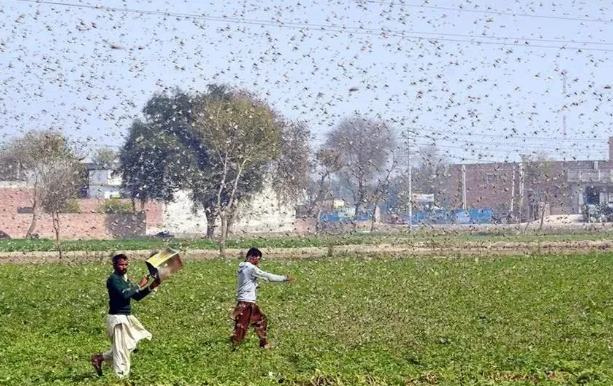 巴基斯坦发生蝗灾的原因是什么？