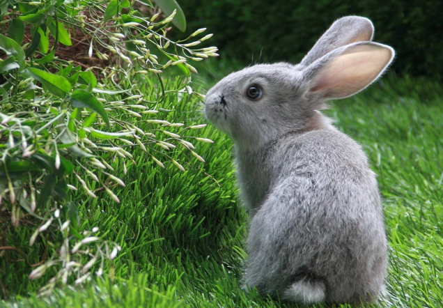 2022年喜事报道，爱情手到擒来的生肖，你知道有哪些生肖吗？