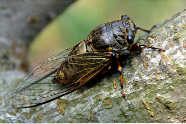居高声自远,非是籍秋风。诗句是什么意思注音