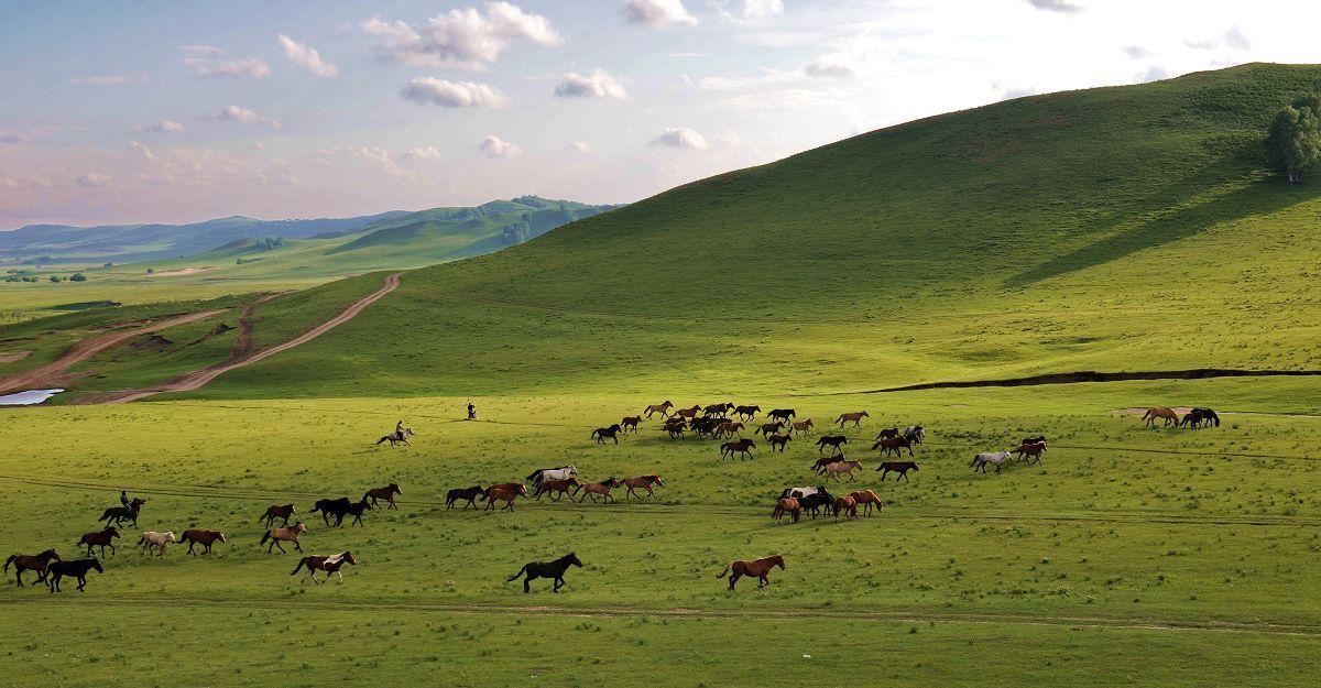 看狼图腾，草原三灾白灾，黑灾，黄灾，谁能详细解释下