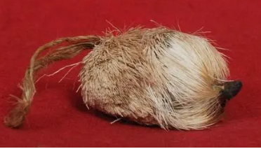 名贵药材种植品种