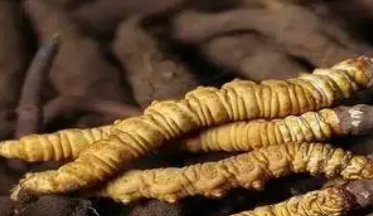 名贵药材种植品种