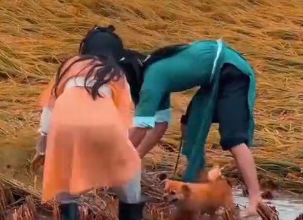 广西的一对农村夫妻装扮成郭靖和黄蓉收稻子,你觉得他们模仿的像吗?