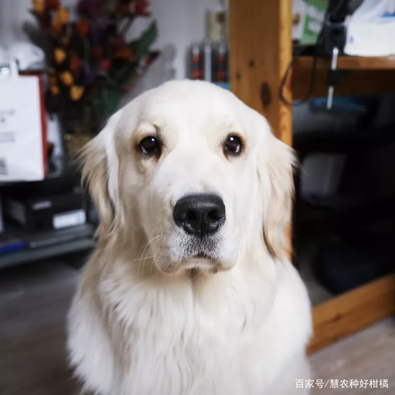 最听话的6种狗狗是什么？