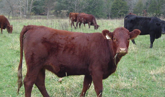 答案是牛的谜语