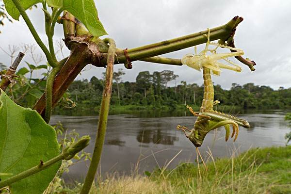 浙江10万只鸭子出征巴基斯坦灭蝗?这个假消息是如何被传染开来的?