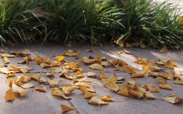 造句,什么,我知道秋天来了