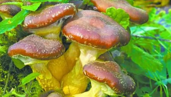 迷幻菇的主要成分是什么?