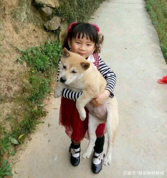 最听话的6种狗狗是什么？