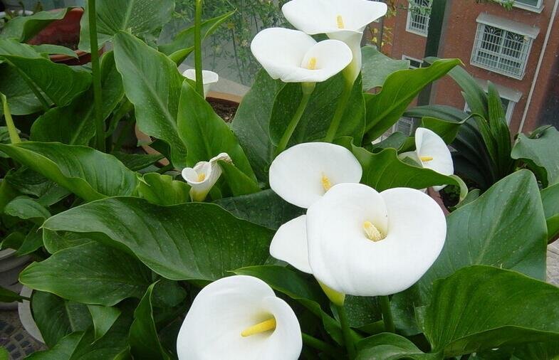 马蹄莲的象征意义是什么